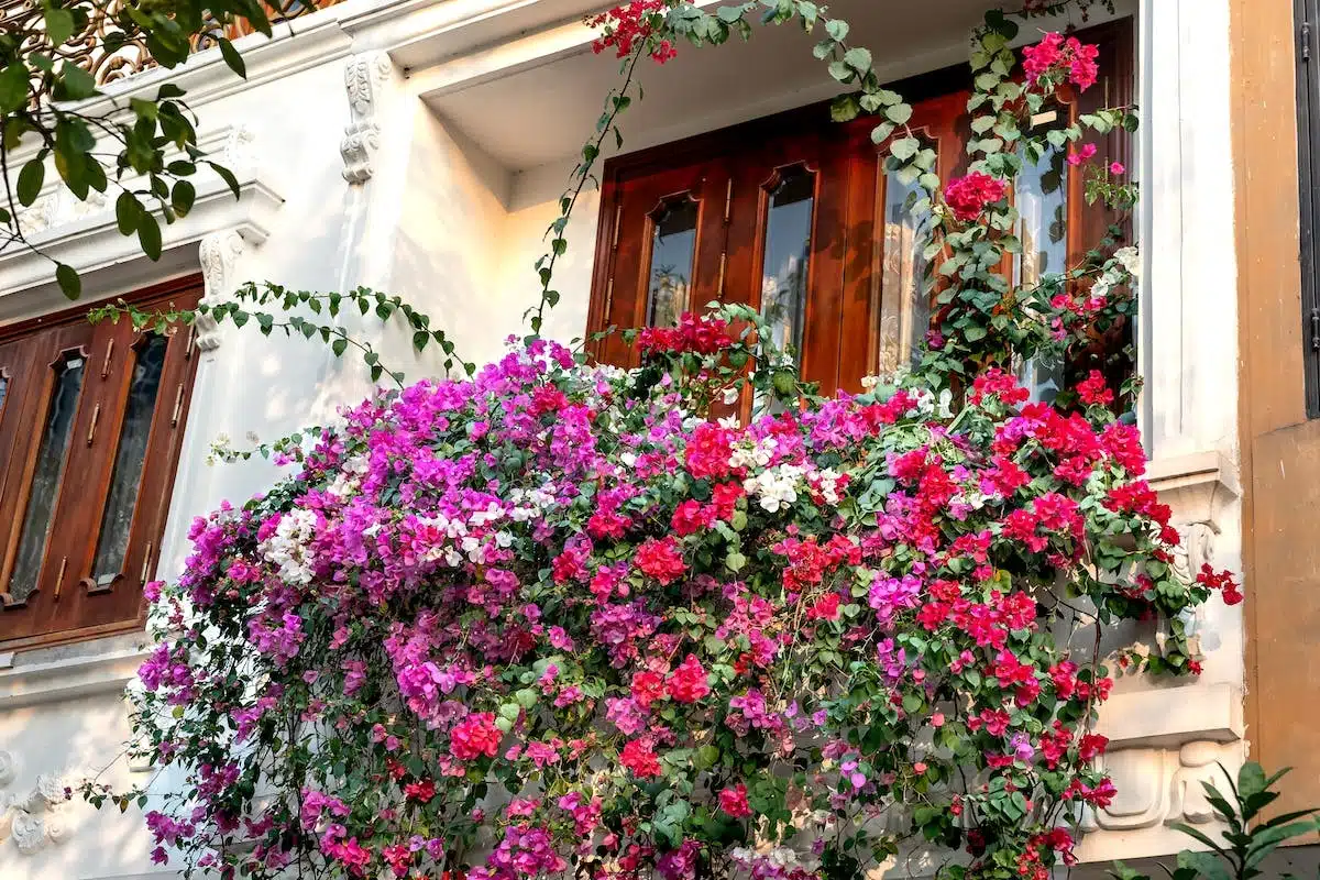 Les 6 plantes d’extérieur résistantes en pot pour embellir votre balcon