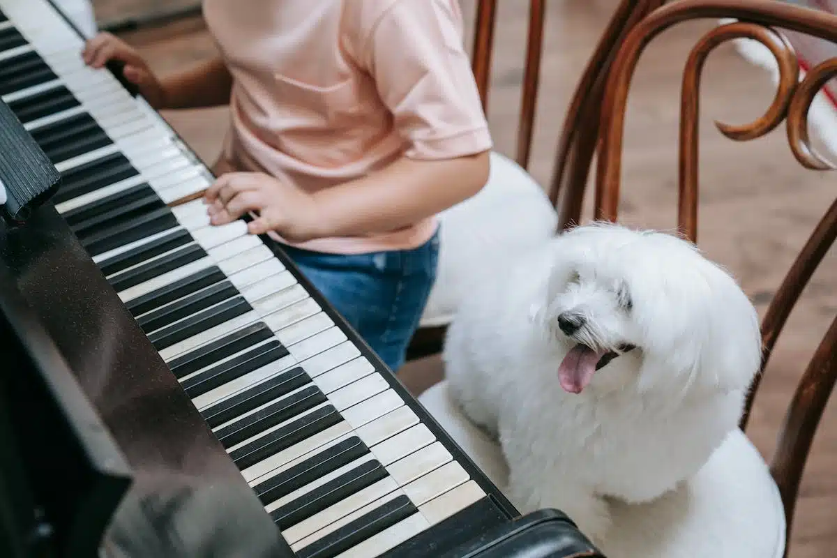 Comment apaiser votre chien lorsqu’il hurle à la musique